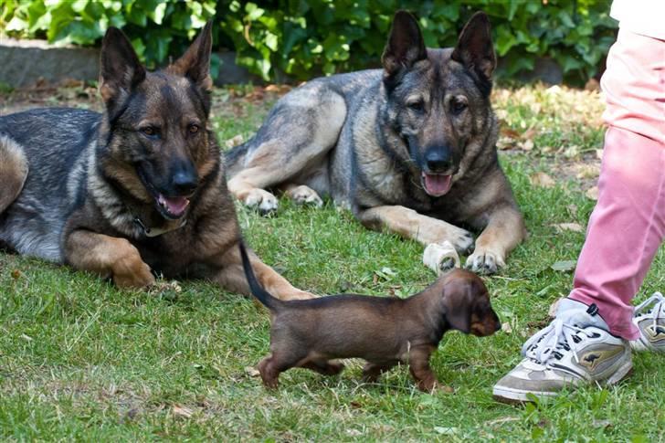 Gravhund Igor billede 3