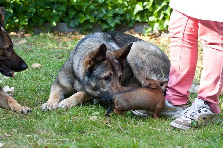 Gravhund Igor billede 4