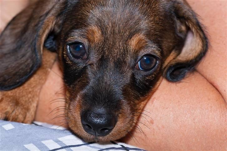 Gravhund Igor billede 5