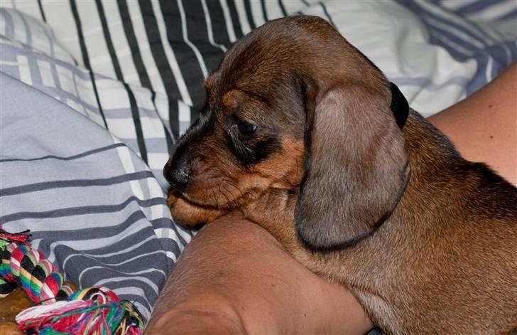 Gravhund Igor billede 6