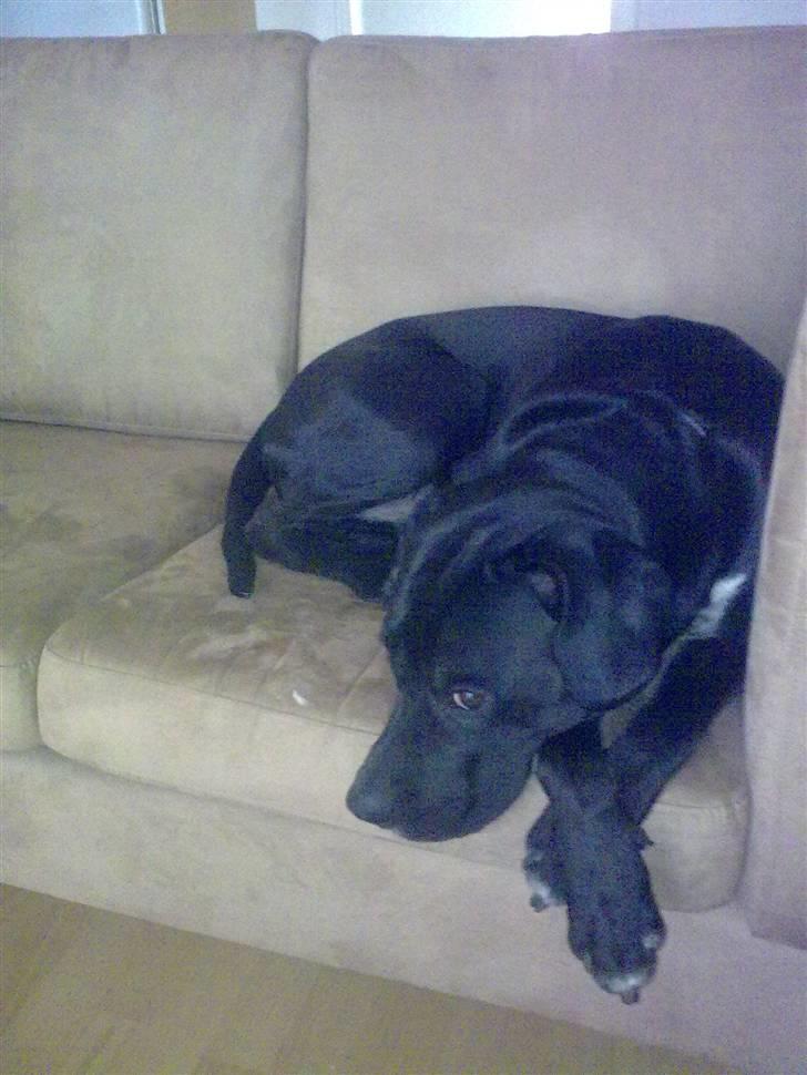 Blanding af racer futte billede 8