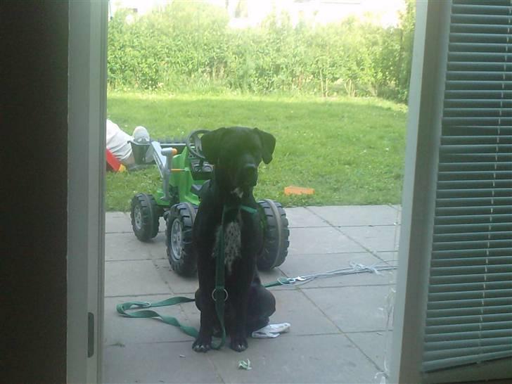 Blanding af racer futte billede 9