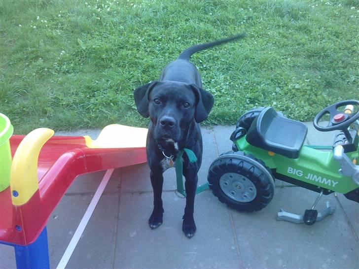 Blanding af racer futte billede 10