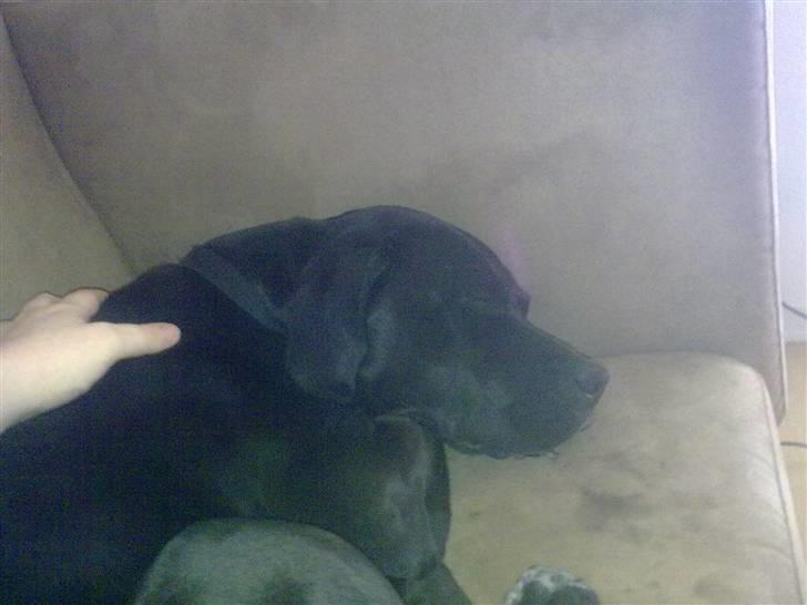 Blanding af racer futte billede 11