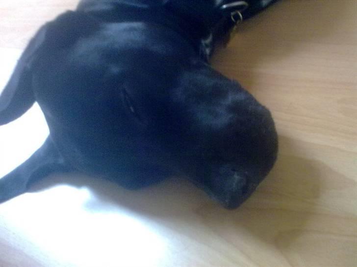 Blanding af racer futte billede 12