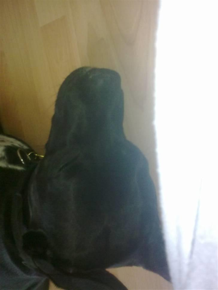 Blanding af racer futte billede 13