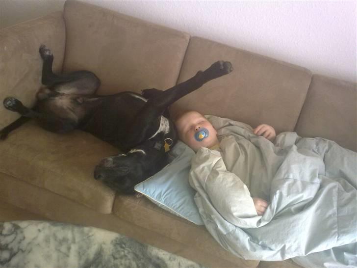 Blanding af racer futte billede 14