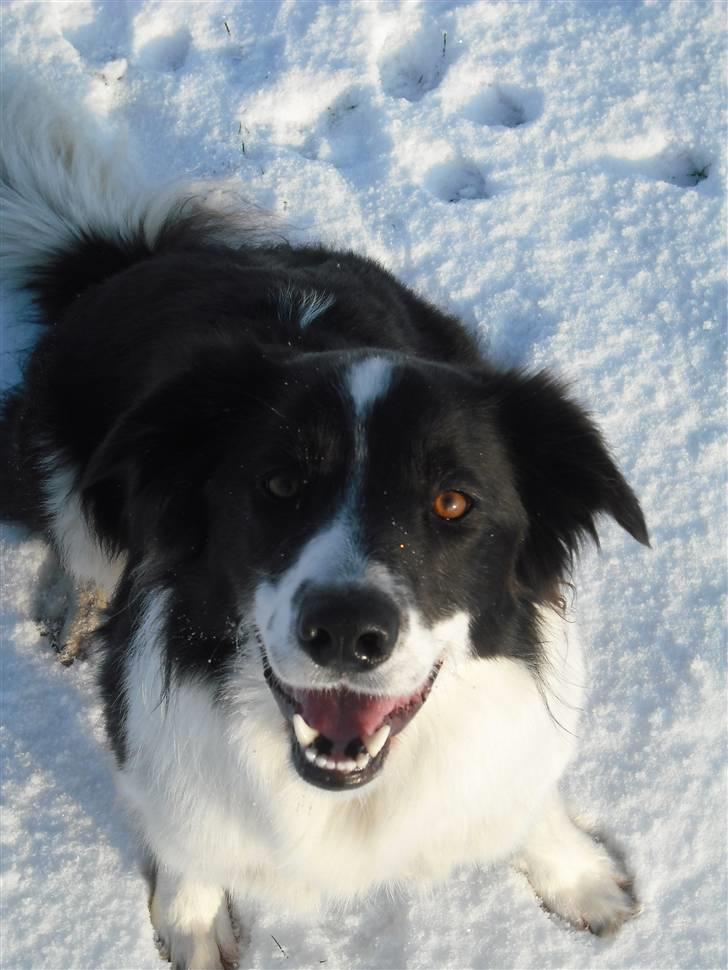 Border collie Meeko (Himmelhund) - 19/12-10 billede 13