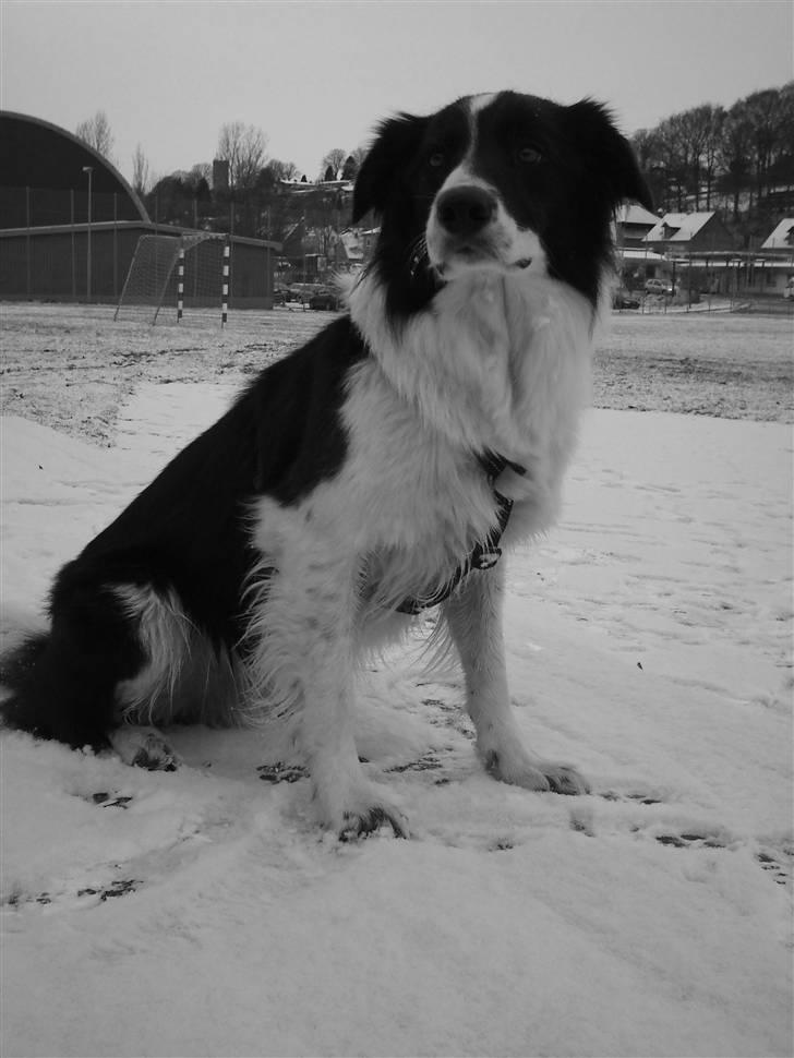 Border collie Meeko (Himmelhund) - taget d. 26/11-10 billede 14