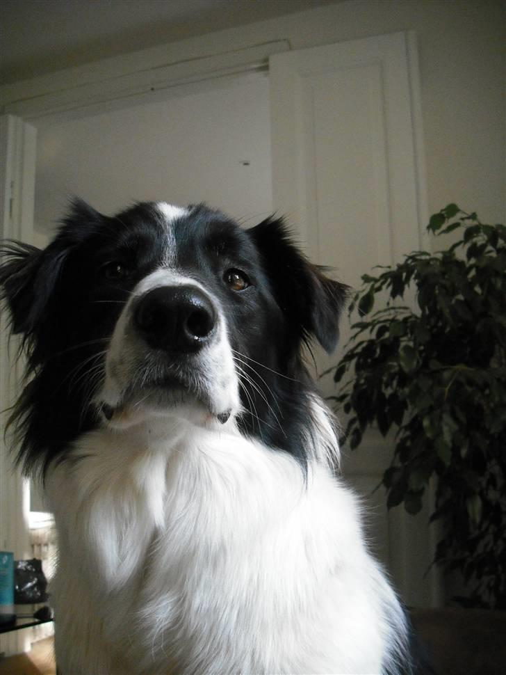 Border collie Meeko (Himmelhund) billede 15