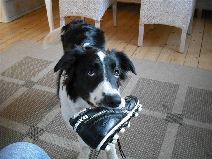 Border collie Meeko (Himmelhund) billede 17