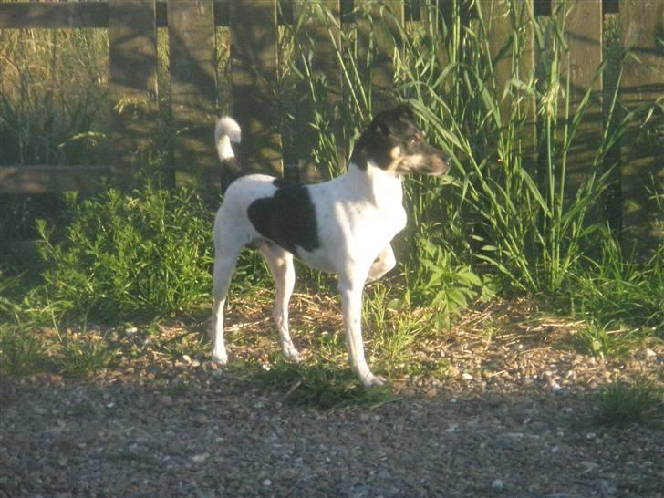 Dansk svensk gaardhund max billede 2