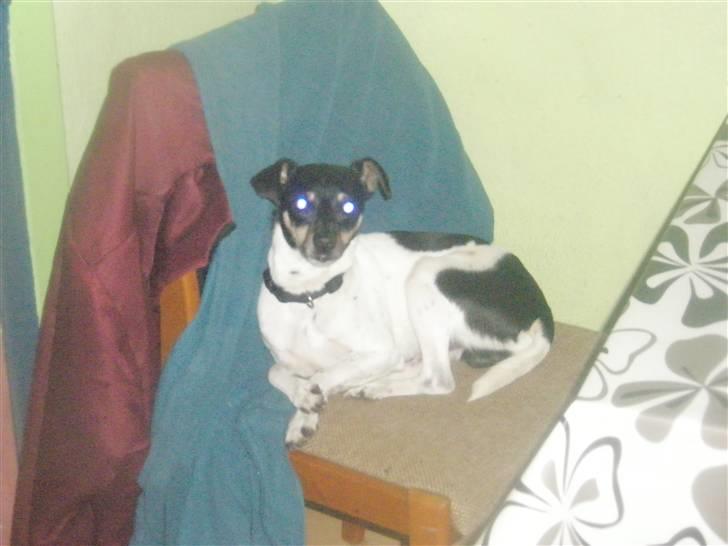 Dansk svensk gaardhund max billede 3