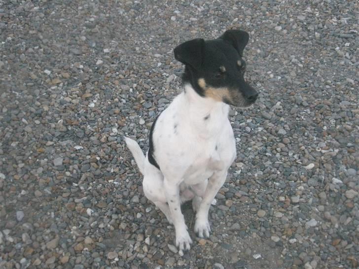 Dansk svensk gaardhund max billede 4