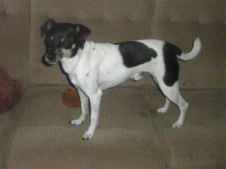 Dansk svensk gaardhund max billede 5