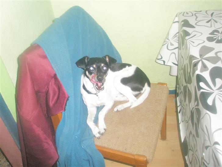 Dansk svensk gaardhund max billede 6