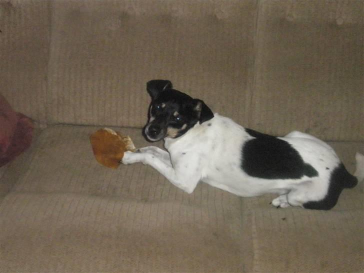 Dansk svensk gaardhund max billede 7