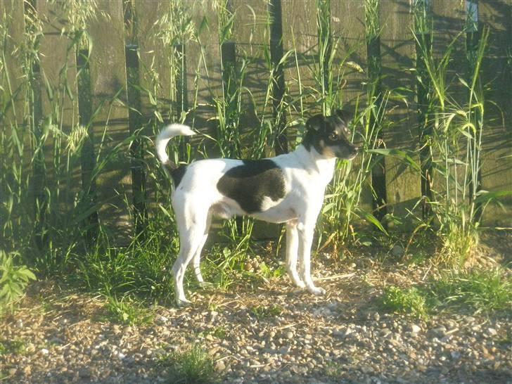 Dansk svensk gaardhund max billede 8