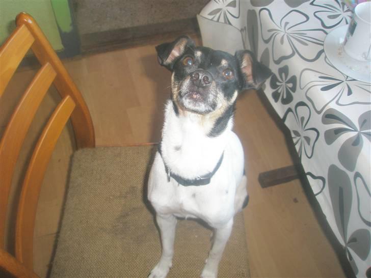 Dansk svensk gaardhund max billede 9