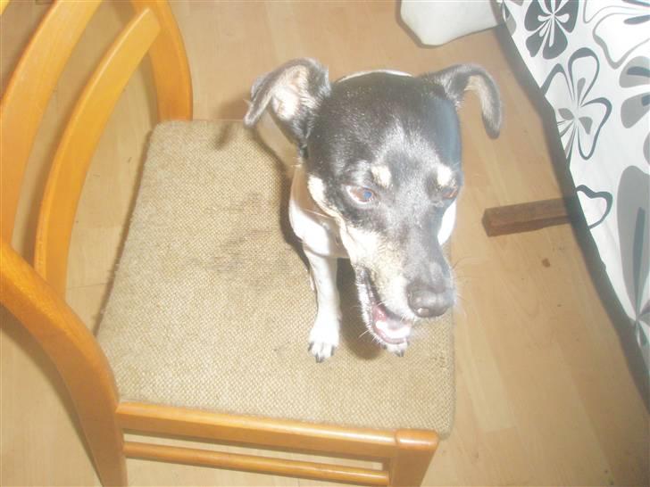 Dansk svensk gaardhund max billede 10