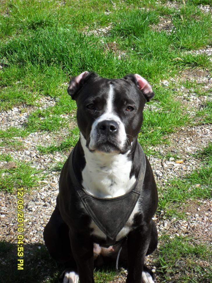 Amerikansk staffordshire terrier Nova billede 6