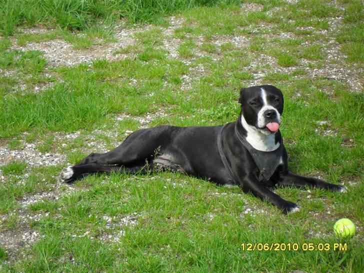 Amerikansk staffordshire terrier Nova billede 7