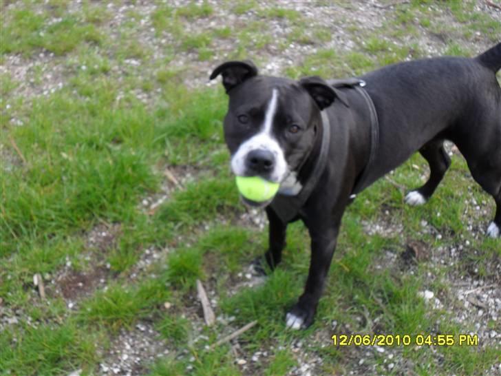 Amerikansk staffordshire terrier Nova billede 8