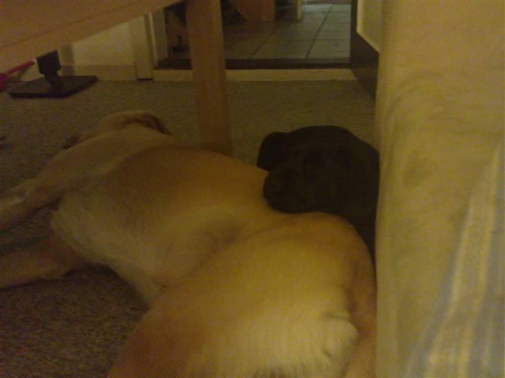 Labrador retriever Charlie - Ren råhygge :-) billede 15