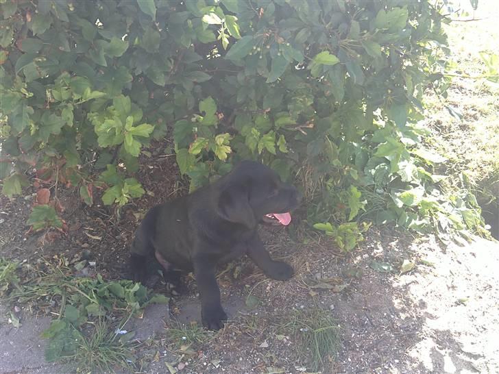 Labrador retriever Charlie - Afslapning efter man lige har gravet et stort hul i haven :-) billede 16