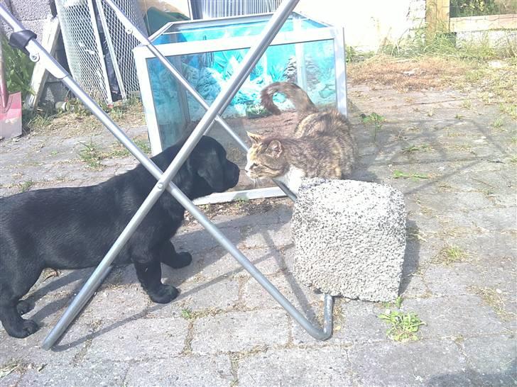 Labrador retriever Charlie - Charlie møder Kitkat... billede 17