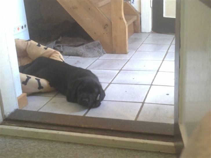 Labrador retriever Charlie - Charlie 8 uger gammel. billede 18