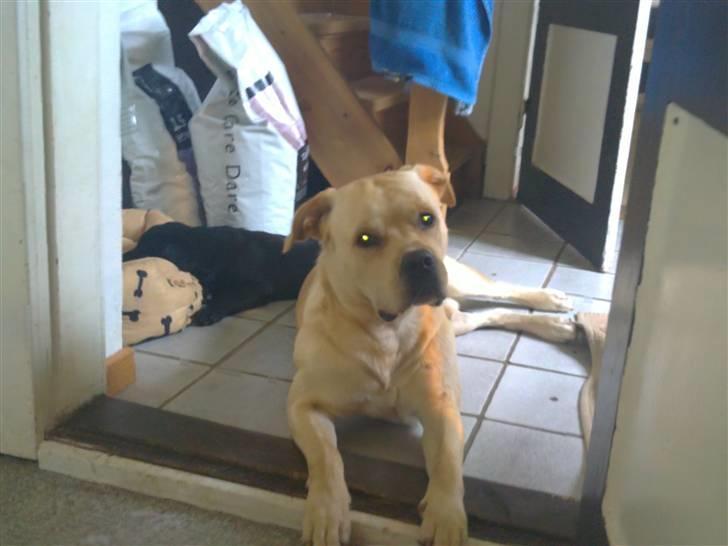 Labrador retriever Charlie - Joey passer på Charlie... billede 19