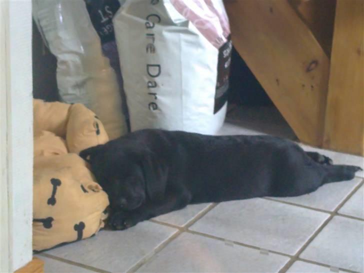 Labrador retriever Charlie - Man nåede ikke helt op i sin kurv før man gik kold :-) billede 20