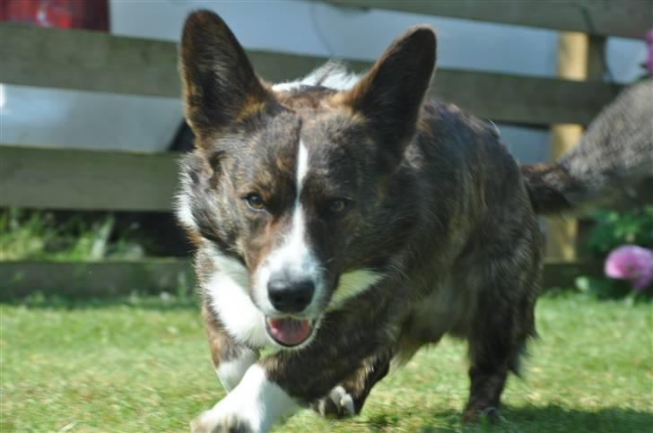 Welsh corgi cardigan albert billede 15