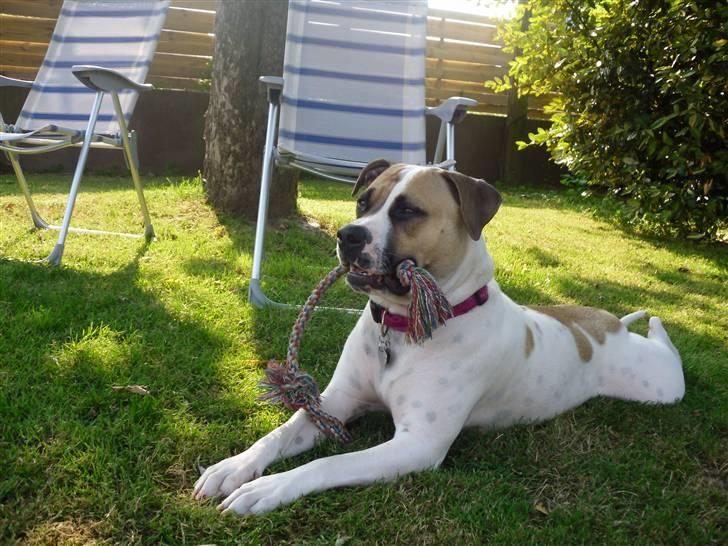 Amerikansk bulldog Sheja  - hvilken dum politiker har besluttet at jeg skulle være ulovlig!! ?  billede 20