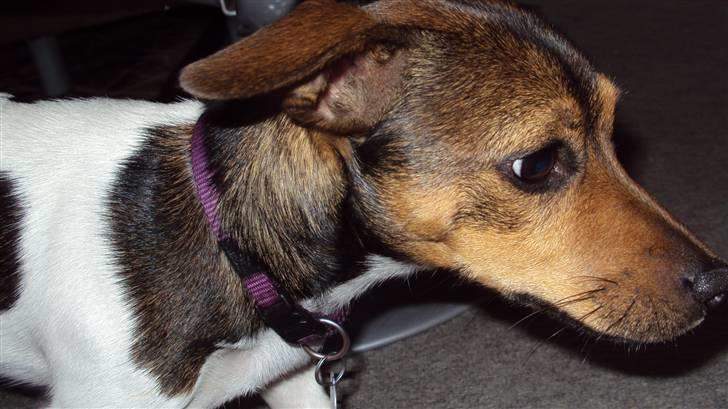 Jack russell terrier Flora (Svigermors) billede 1