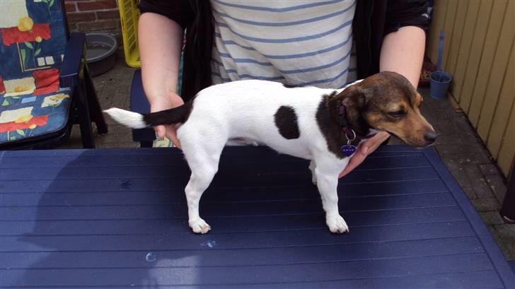 Jack russell terrier Flora (Svigermors) billede 2