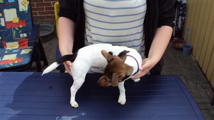 Jack russell terrier Flora (Svigermors) billede 3