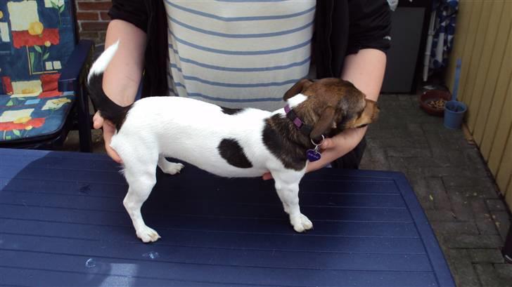 Jack russell terrier Flora (Svigermors) billede 4