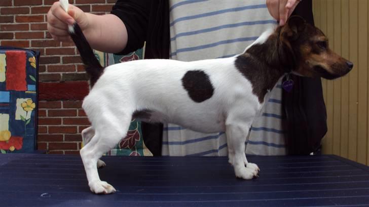 Jack russell terrier Flora (Svigermors) billede 5