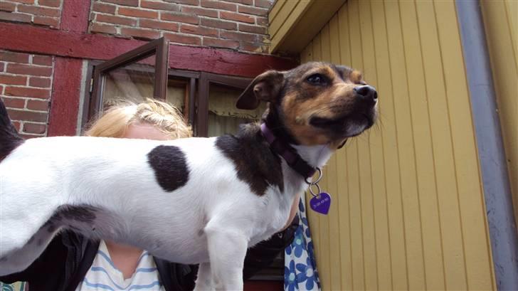 Jack russell terrier Flora (Svigermors) billede 6