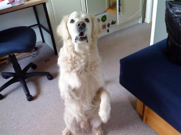 Golden retriever Bluey R.I.P. billede 1