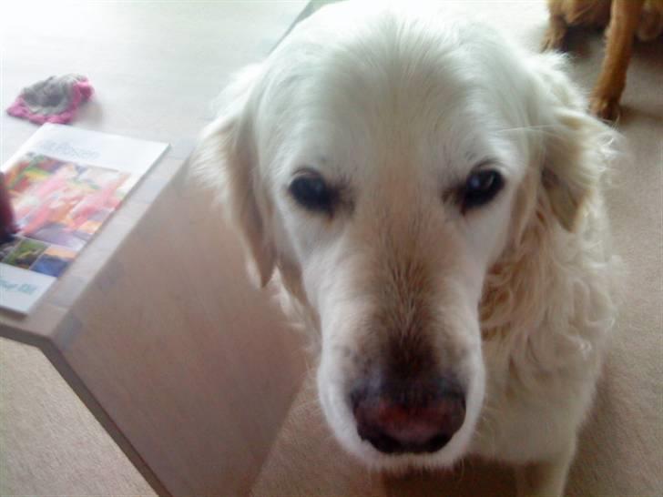 Golden retriever Bluey R.I.P. billede 2