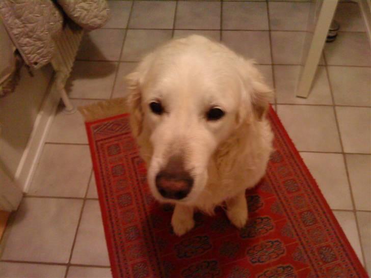 Golden retriever Bluey R.I.P. billede 3