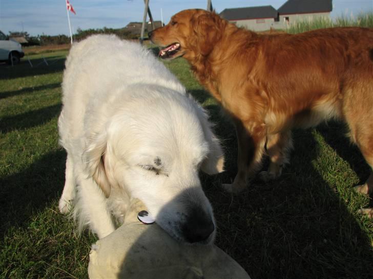 Golden retriever Bluey R.I.P. billede 4