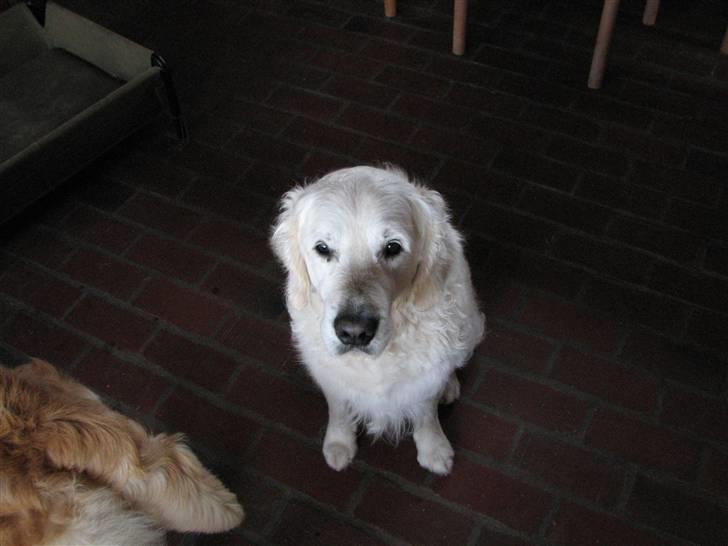 Golden retriever Bluey R.I.P. billede 5