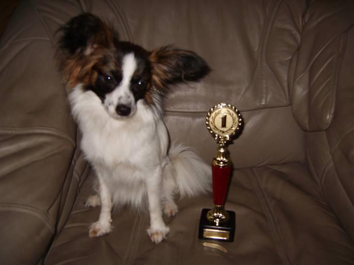 Papillon Axa's Pernille - Pernille med sin første pokal :D billede 1