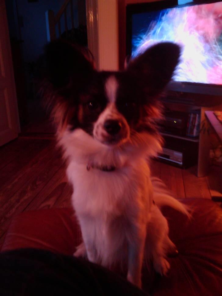 Papillon Axa's Pernille billede 2