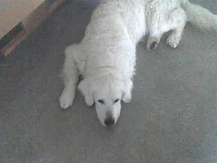 Golden retriever Bluey R.I.P. billede 6