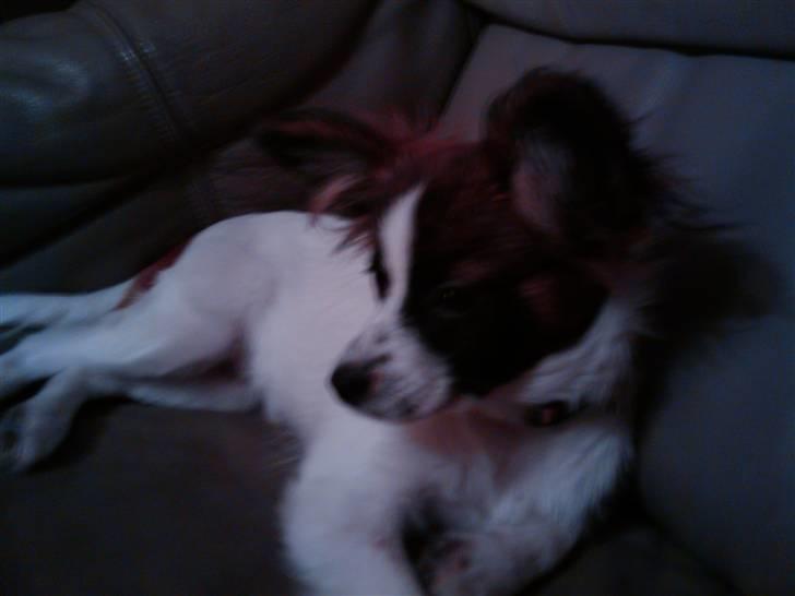 Papillon Axa's Pernille billede 5